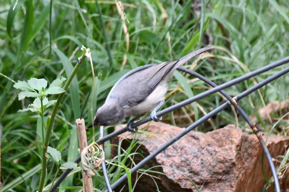 Tufted Titmouse - Carmen Ricer