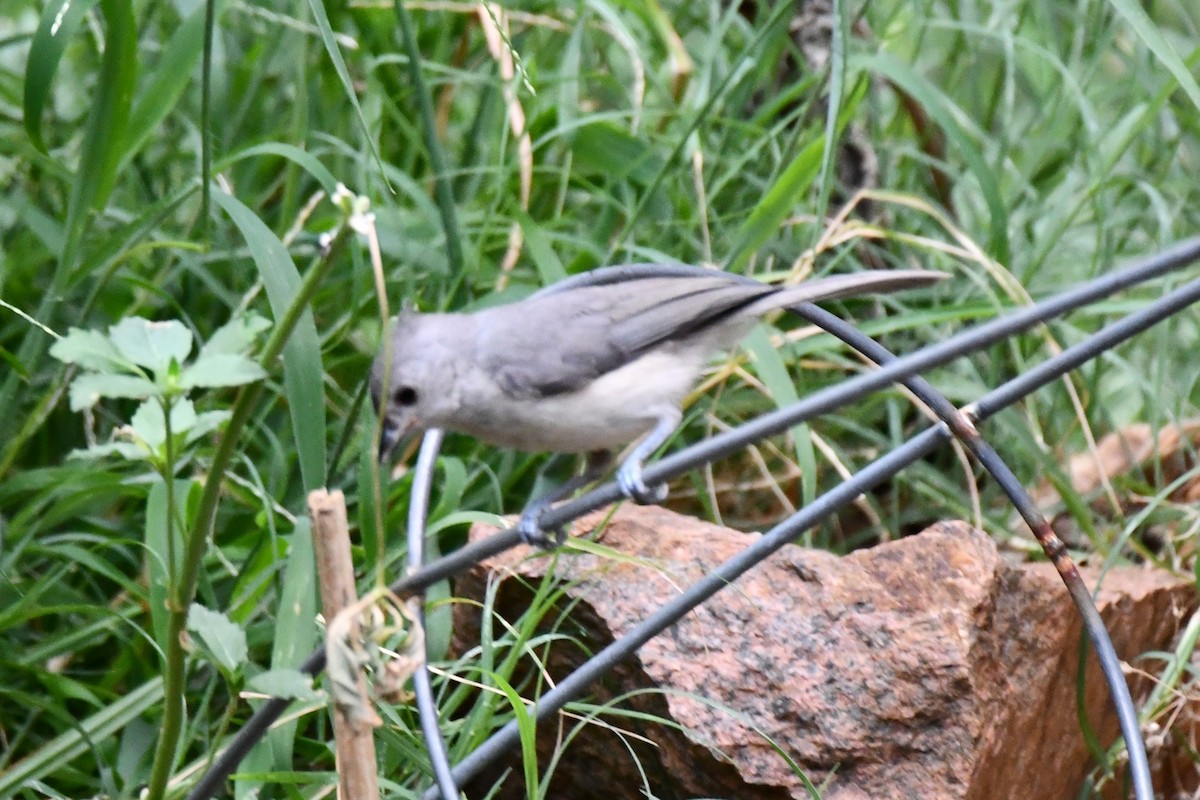 Tufted Titmouse - ML621883031