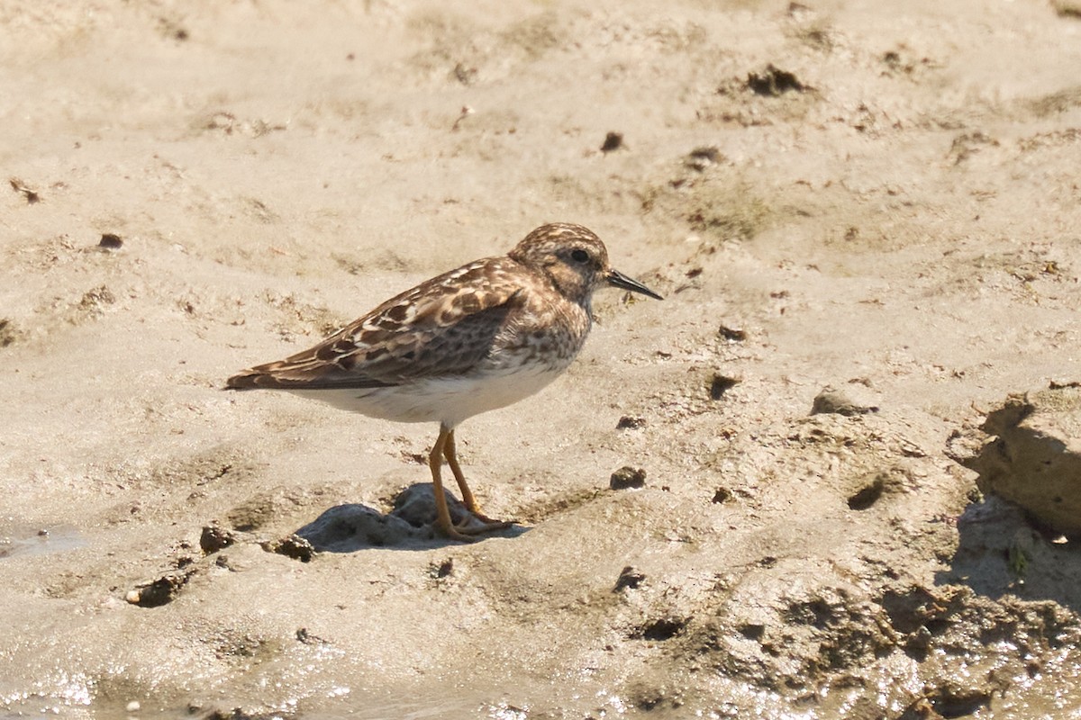 Least Sandpiper - ML621883087