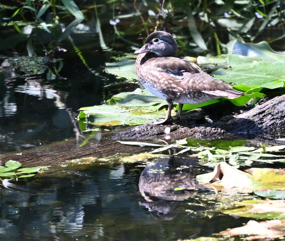 Wood Duck - ML621883093