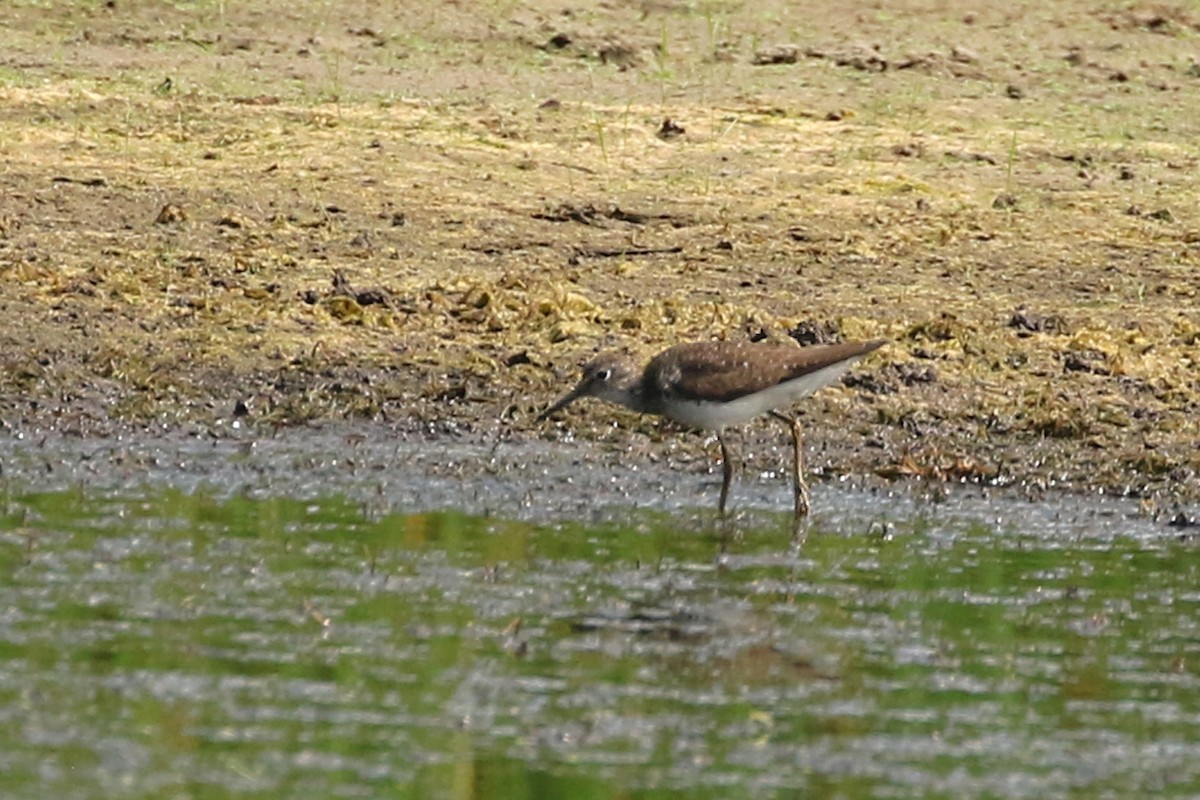 Solitary Sandpiper - ML621883094