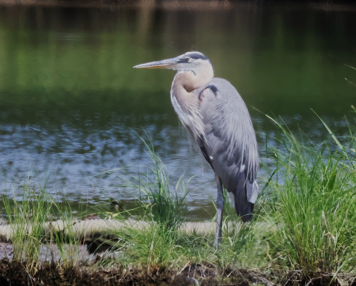 Great Blue Heron (Great Blue) - ML621883095