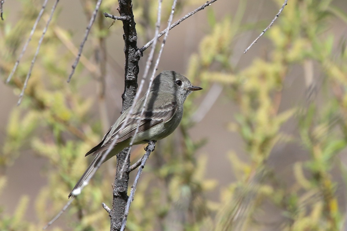 Dusky Flycatcher - Nancy Davis