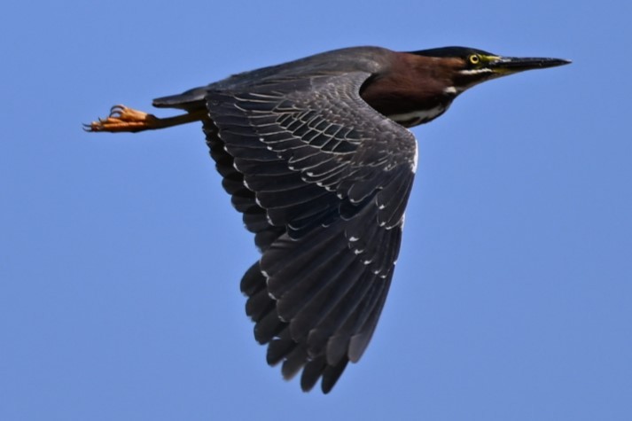 Green Heron - ML621883107