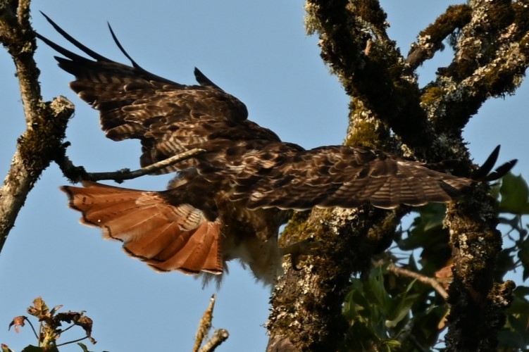 Red-tailed Hawk - ML621883112