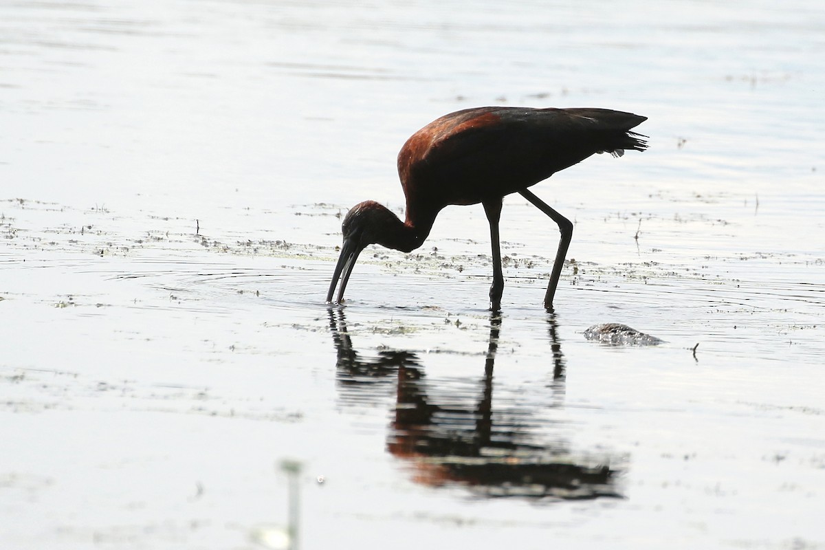 Glossy Ibis - ML621883121