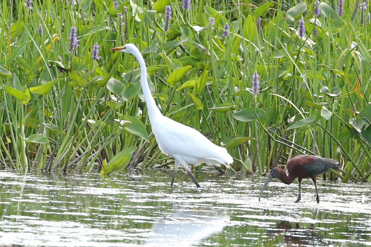 Ibis falcinelle - ML621883123