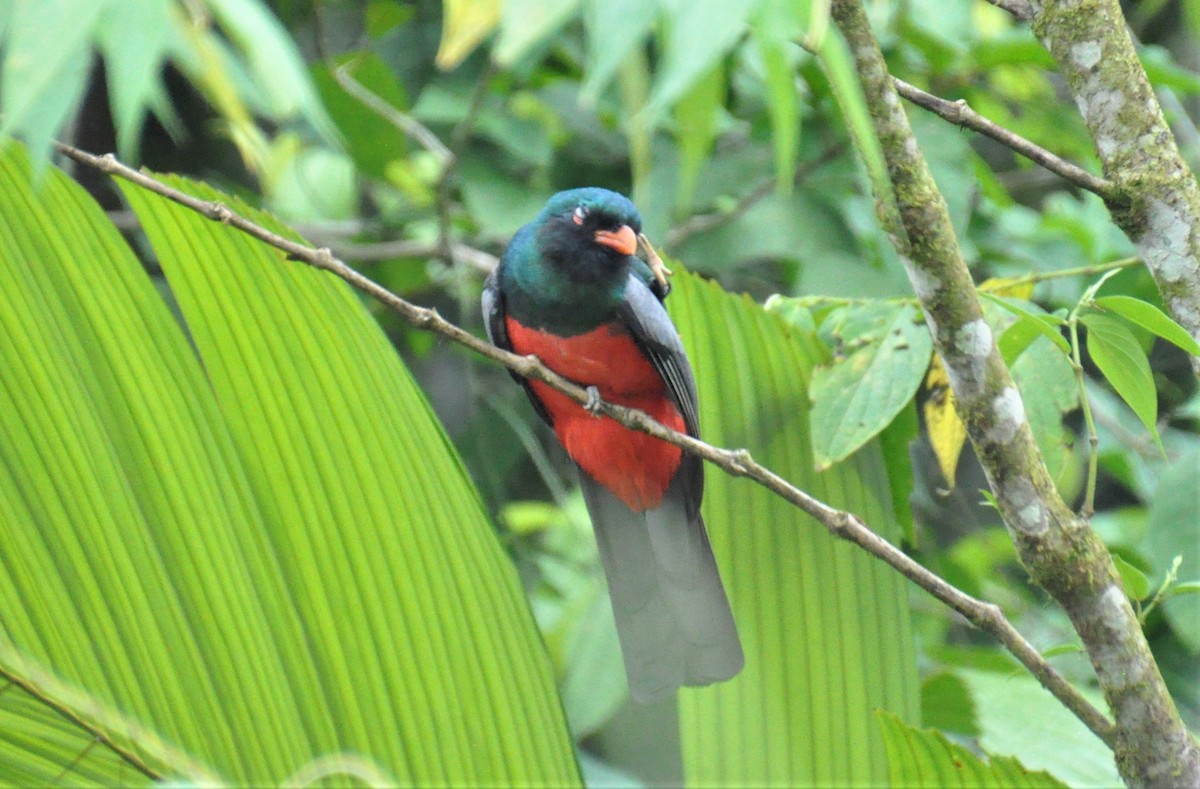 Slaty-tailed Trogon - ML621883145