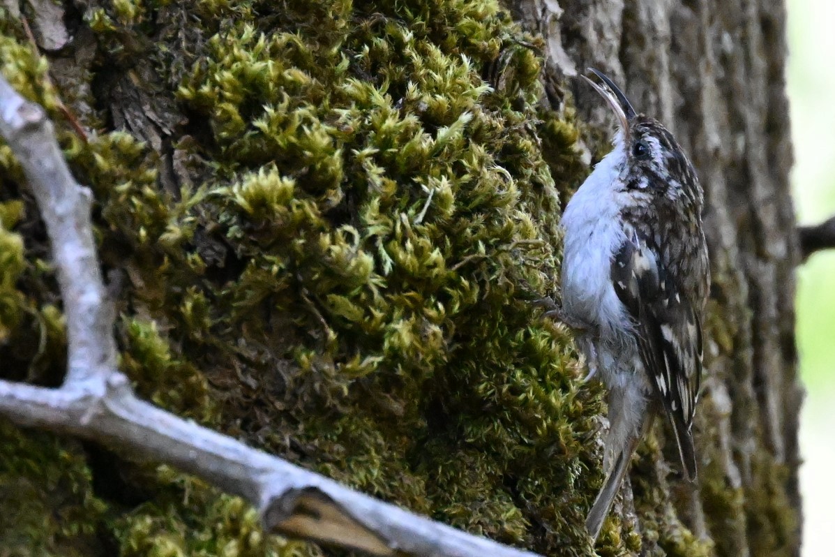 Brown Creeper - ML621883155