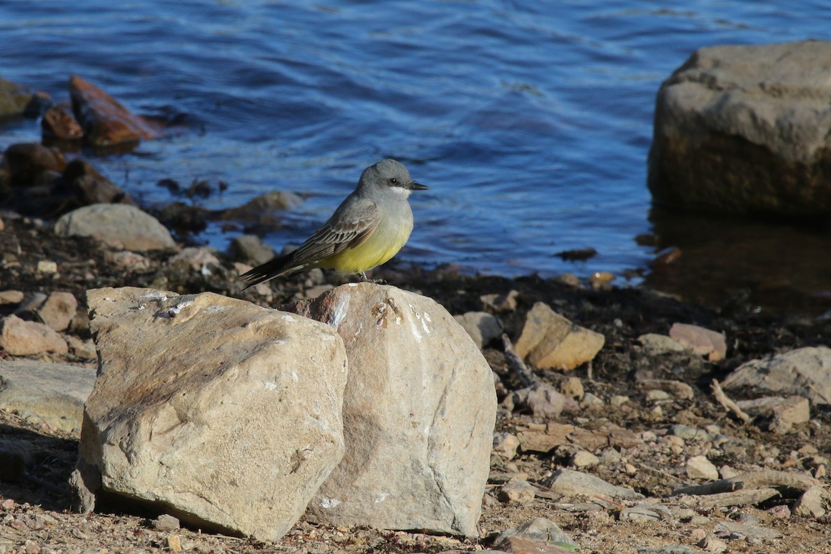 Cassin's Kingbird - ML621883177