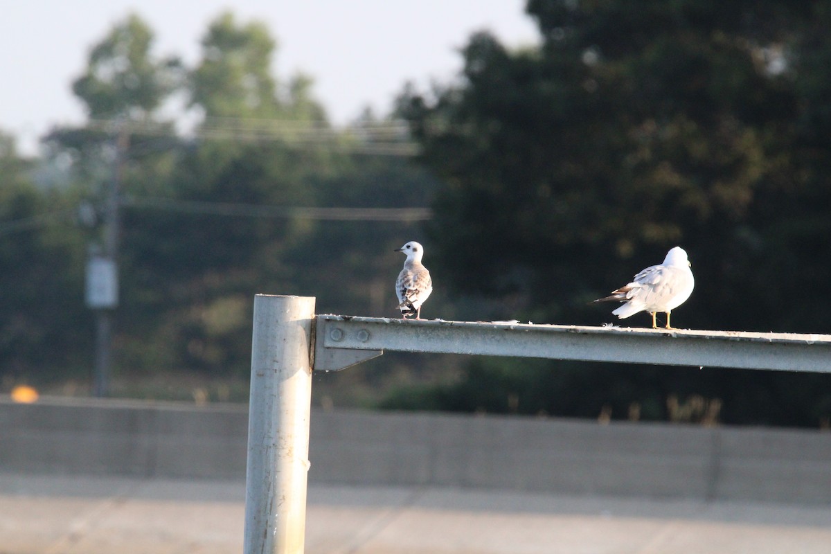 Mouette de Bonaparte - ML621883178