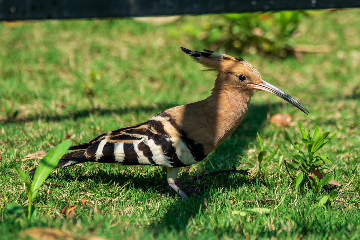 Eurasian Hoopoe - ML621883181