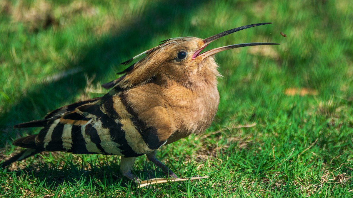 Eurasian Hoopoe - ML621883182