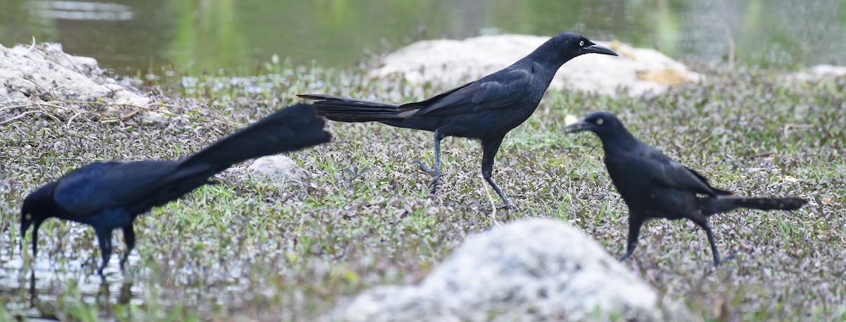 Great-tailed Grackle - ML621883192