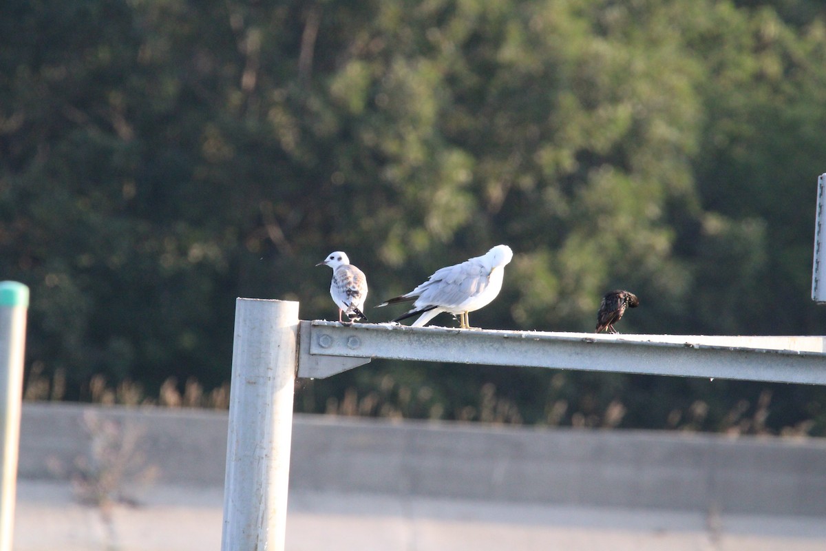 Mouette de Bonaparte - ML621883196