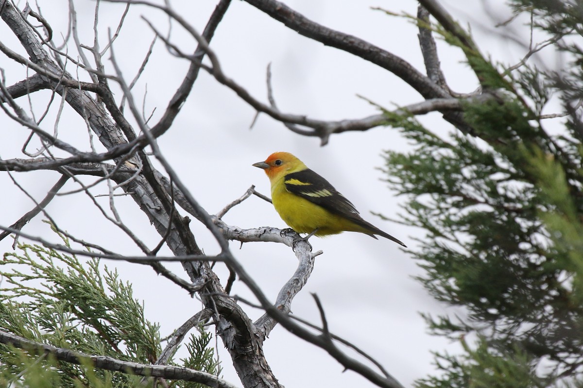 Western Tanager - ML621883200