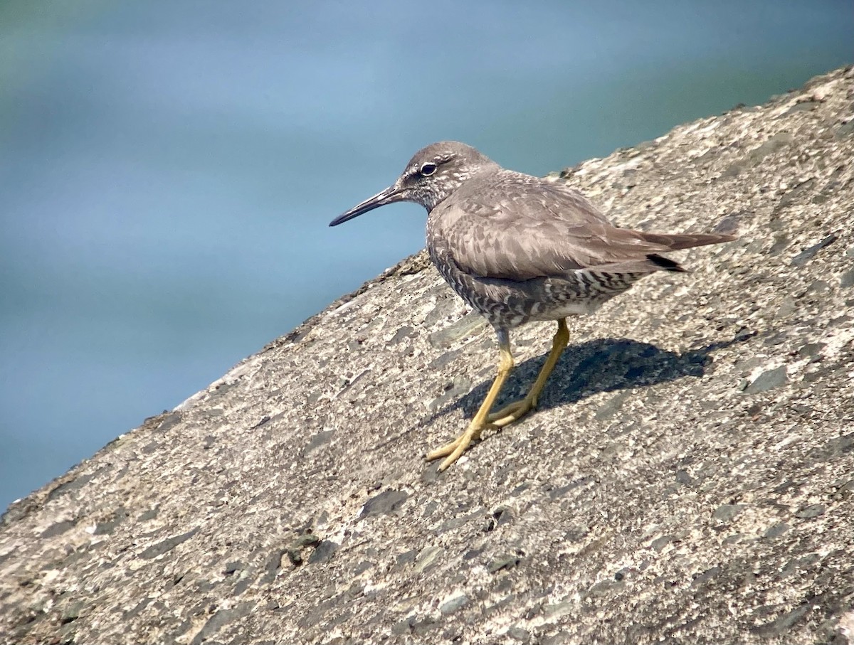 Wandering Tattler - ML621883204