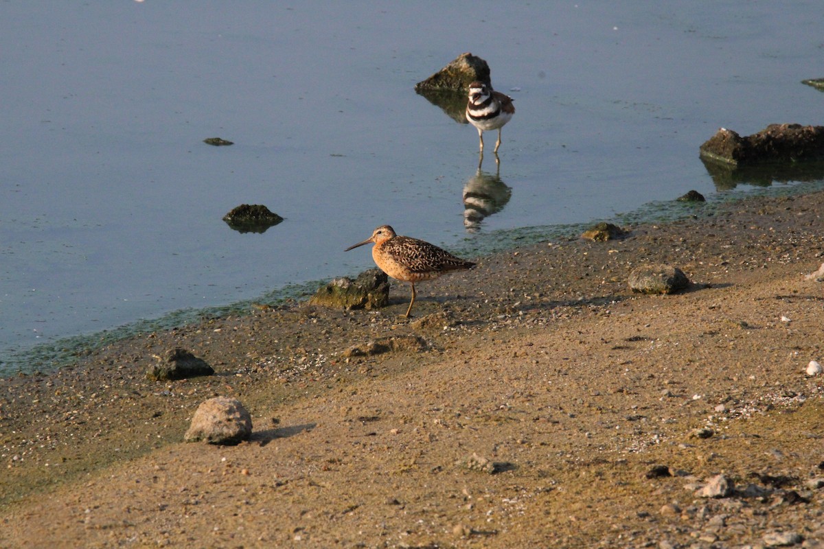 Short-billed Dowitcher - Kevin Wistrom