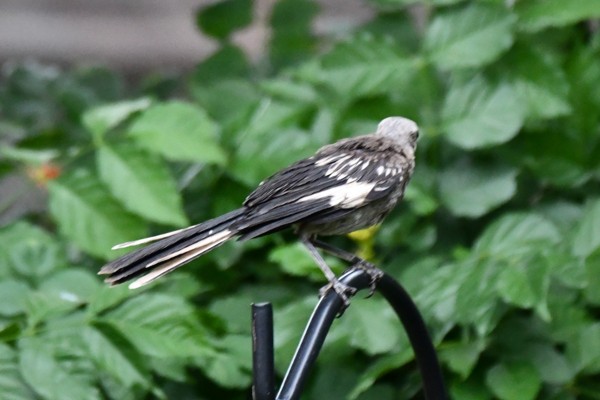 Northern Mockingbird - ML621883206