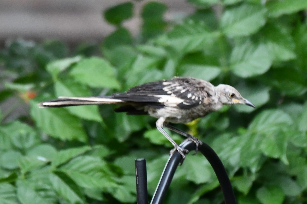 Northern Mockingbird - ML621883208