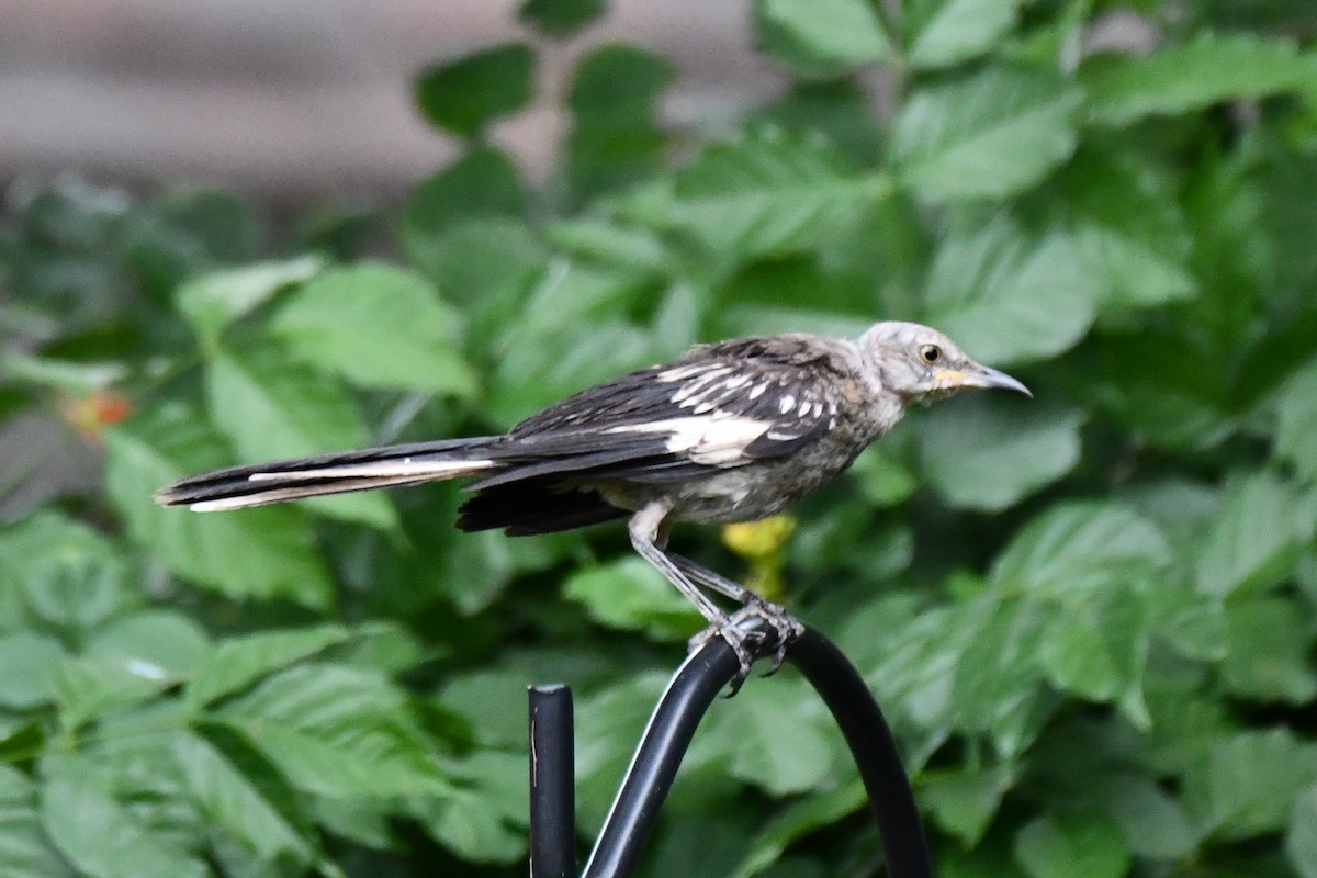 Northern Mockingbird - ML621883209