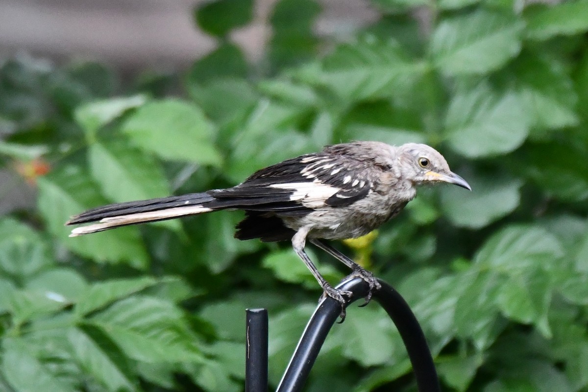 Northern Mockingbird - ML621883210