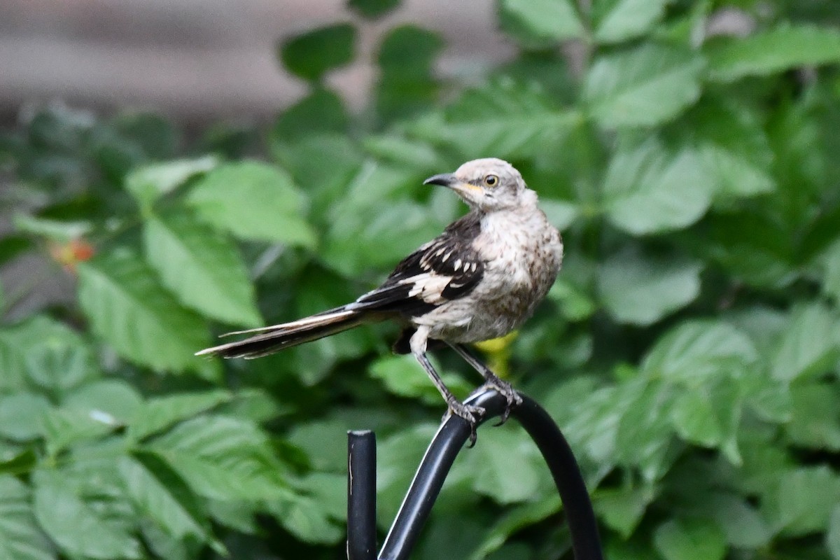 Northern Mockingbird - ML621883211