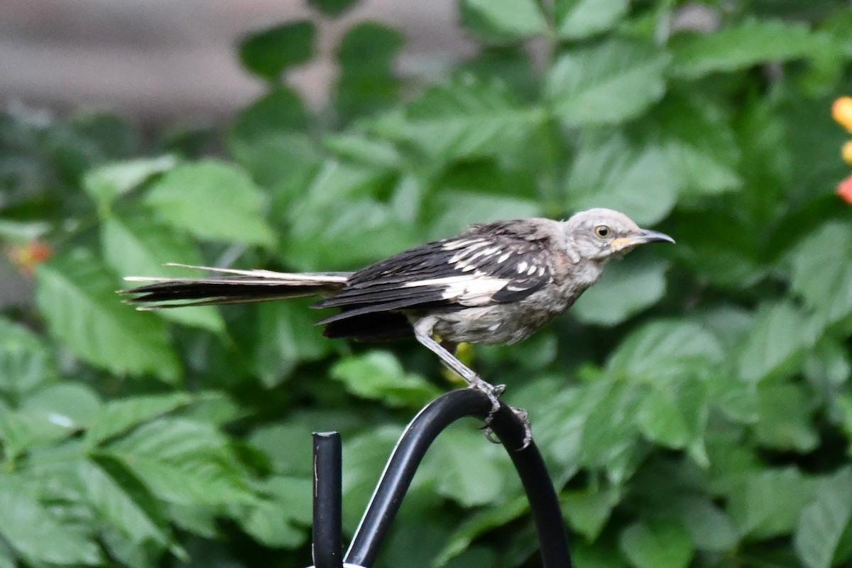 Northern Mockingbird - ML621883212