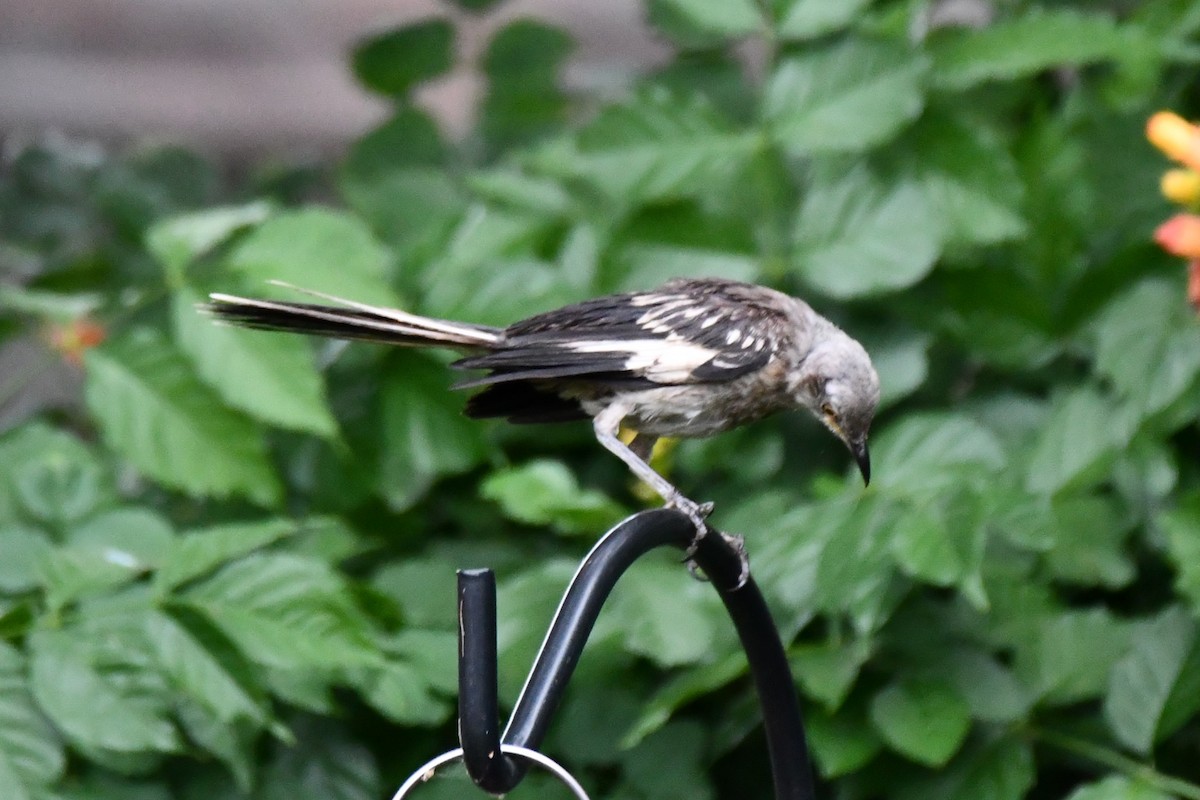 Northern Mockingbird - ML621883213