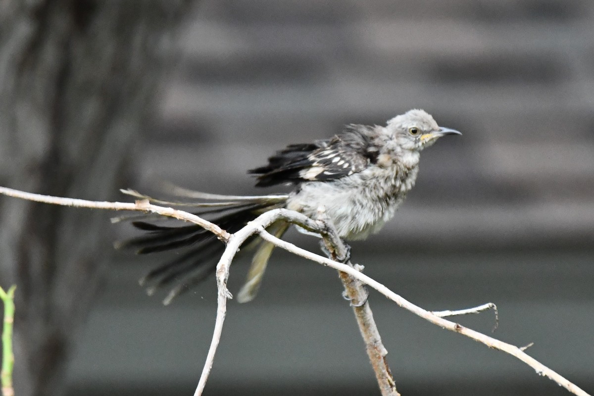 Northern Mockingbird - ML621883215