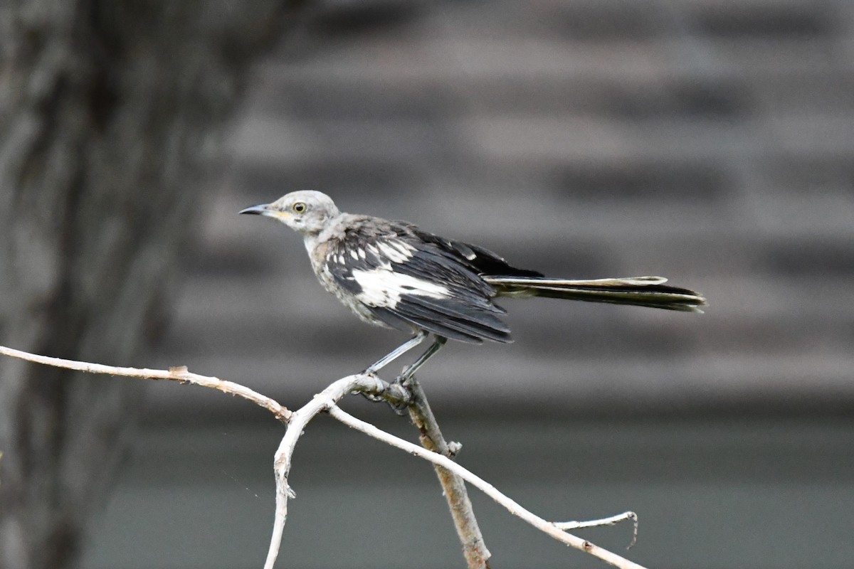 Northern Mockingbird - Carmen Ricer