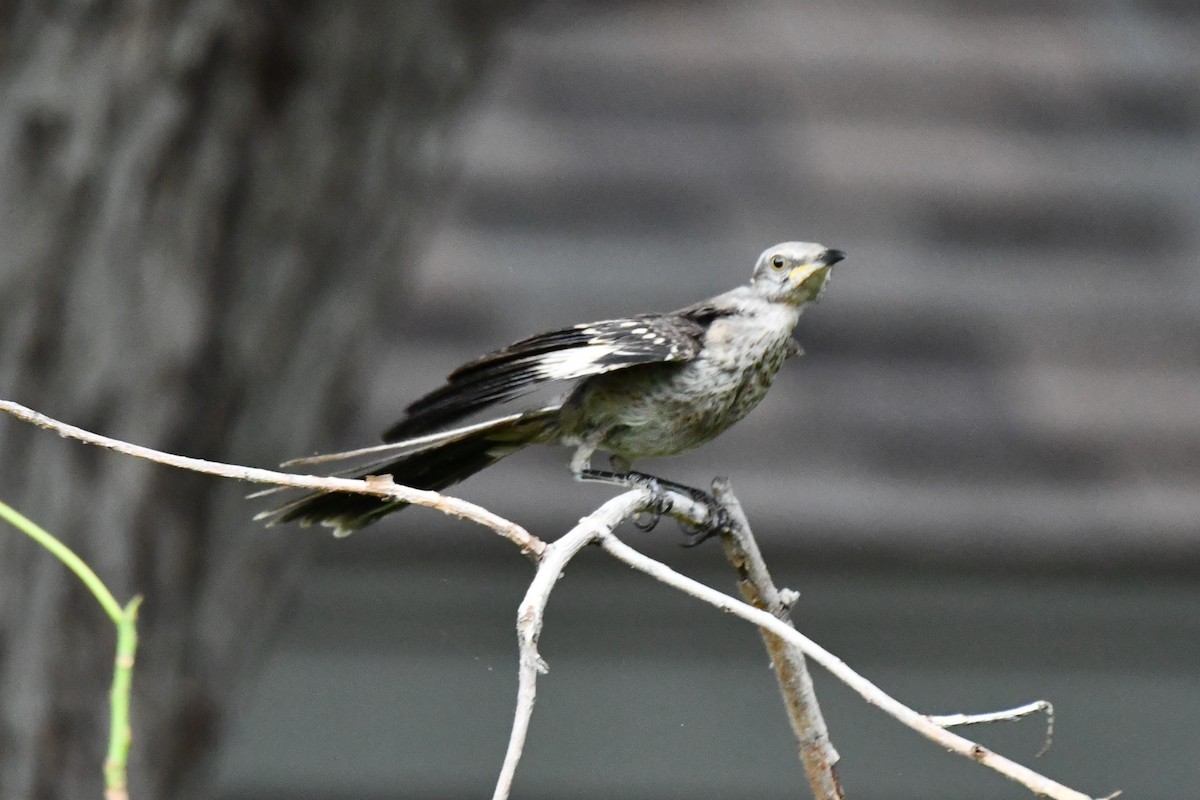 Northern Mockingbird - ML621883218