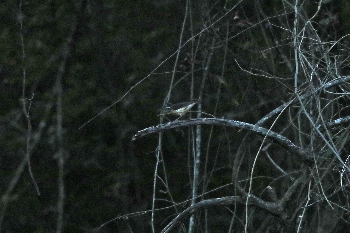 Louisiana Waterthrush - ML621883231