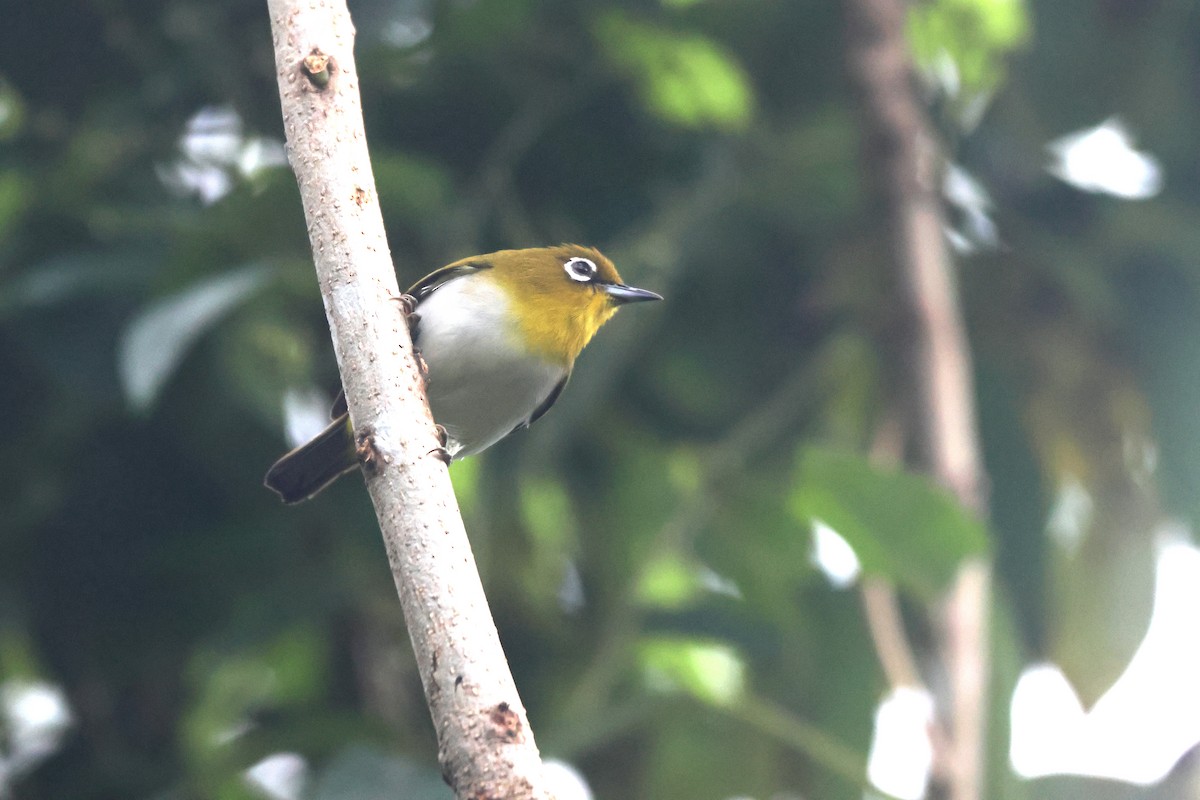 Ambon White-eye - ML621883238