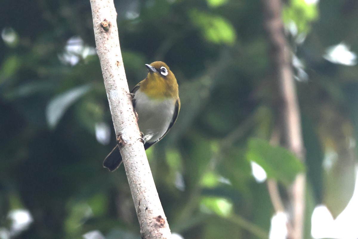 Ambon White-eye - ML621883239