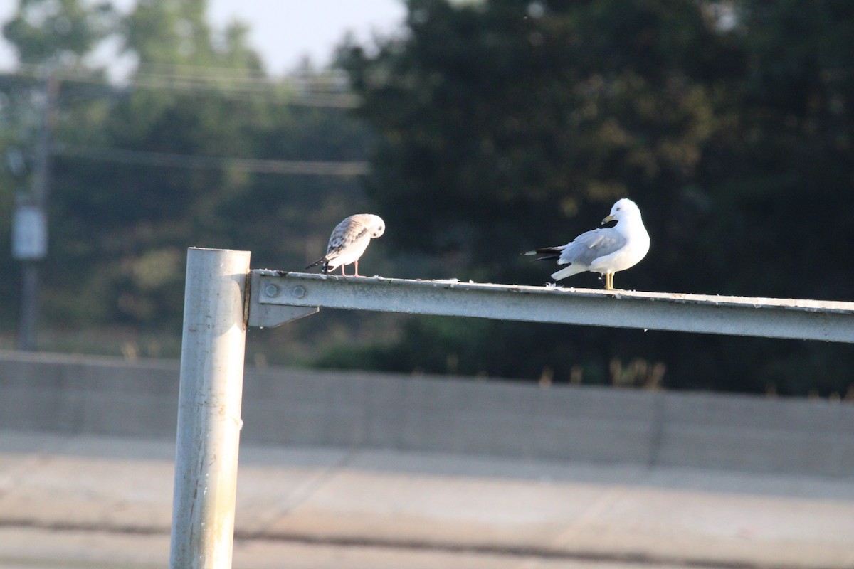 Ring-billed Gull - ML621883243