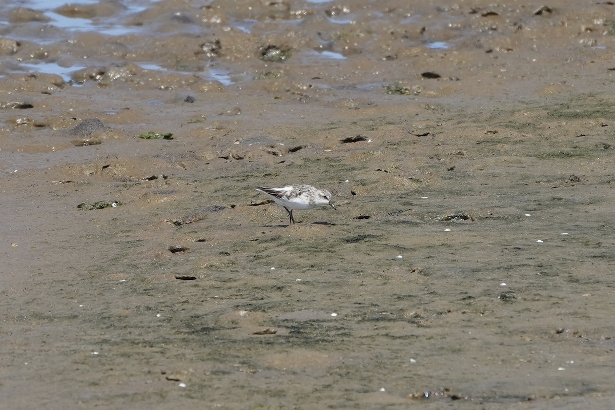 Semipalmated Sandpiper - ML621883248