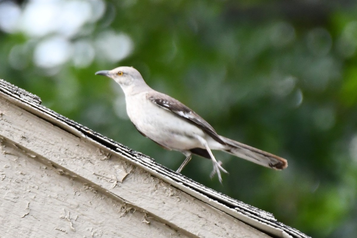 Northern Mockingbird - ML621883252