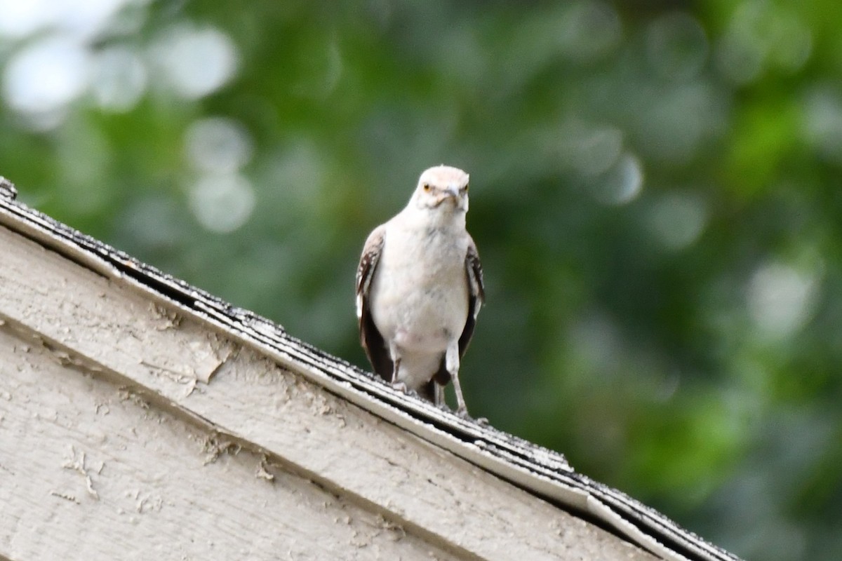 Northern Mockingbird - ML621883253