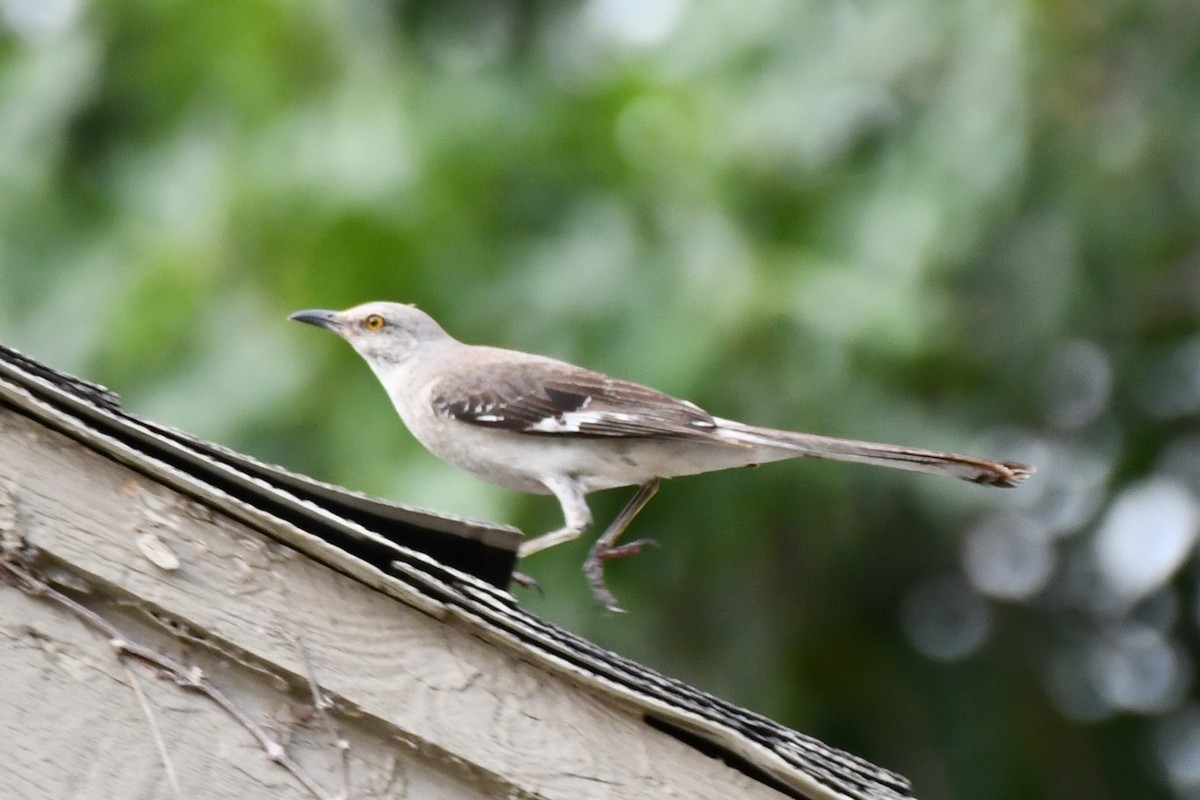 Northern Mockingbird - ML621883255