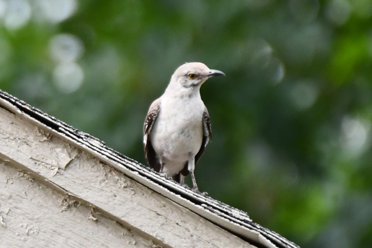 Northern Mockingbird - ML621883256