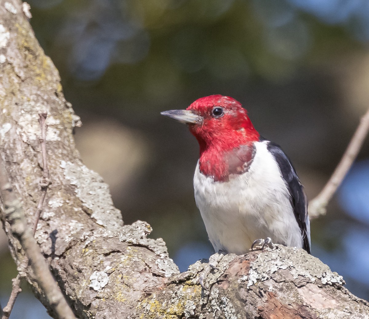 Red-headed Woodpecker - ML621883265