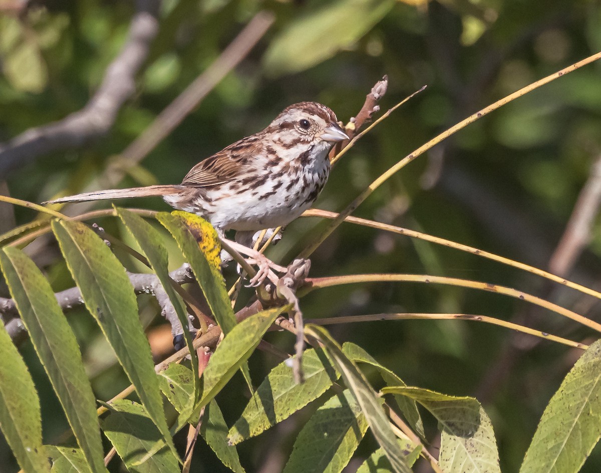 Song Sparrow - Mike Murphy