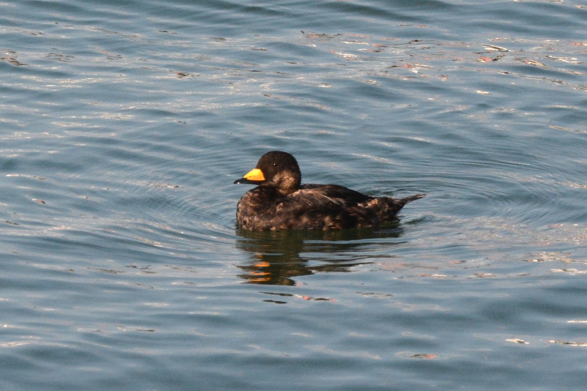 Black Scoter - ML621883301