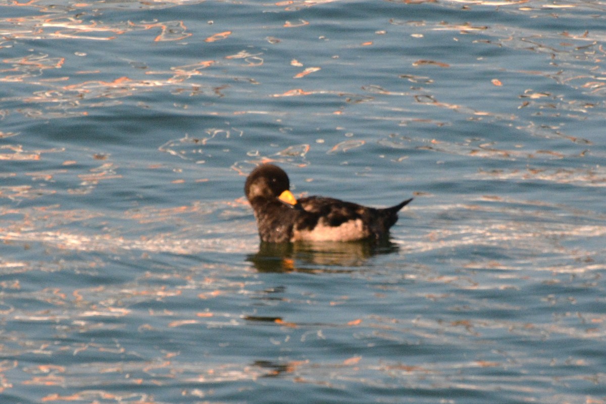 Black Scoter - ML621883305