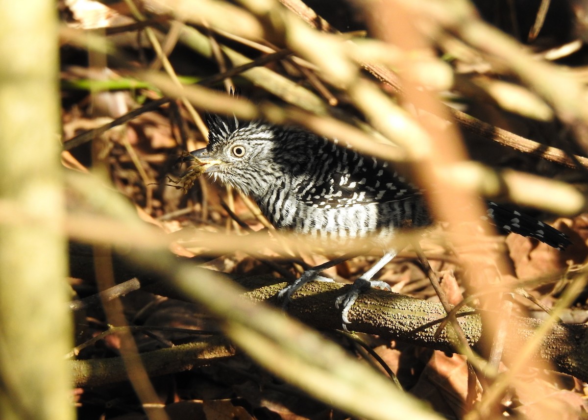 Barred Antshrike - ML621883306