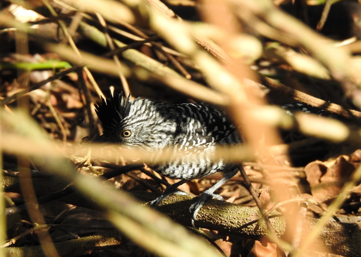Barred Antshrike - ML621883307
