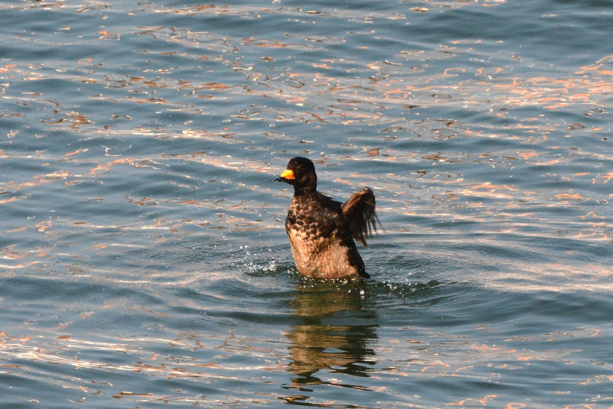 Black Scoter - ML621883311