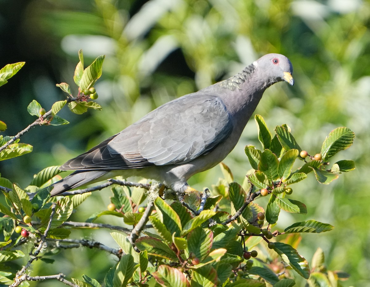 Band-tailed Pigeon - ML621883312