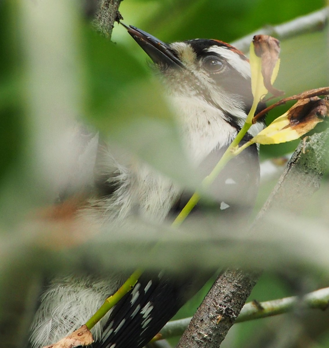 strakapoud osikový (ssp. leucurus/glacialis) - ML621883314